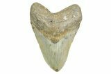 Fossil Megalodon Tooth - North Carolina #365981-1